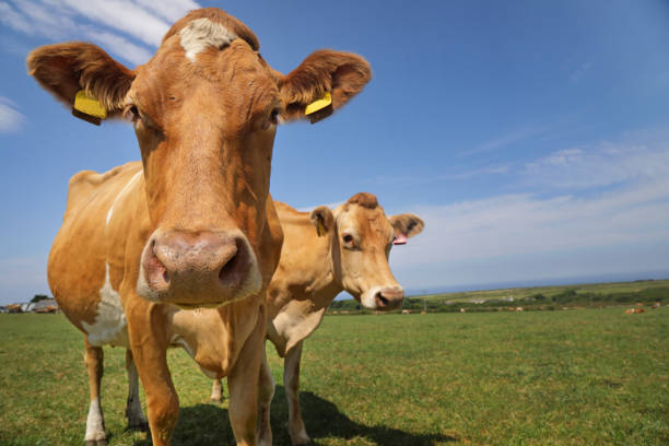 フィールド内のガーンジー牛 - guernsey cattle ストックフォトと画像