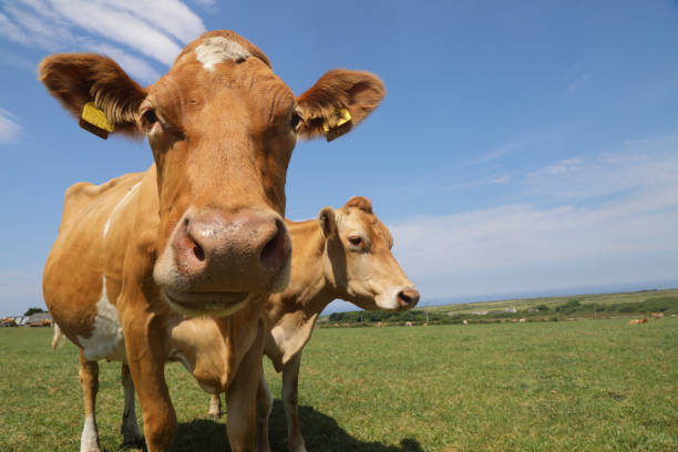 istock Guernsey cows in field 1131274916