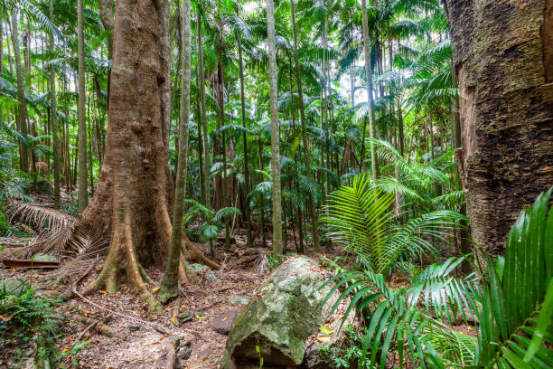 istock Amazing rainforest in Queensland, Australia 1131277285