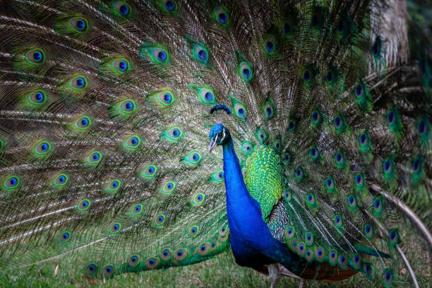 istock Portrait of a beautiful peacock 1131277326