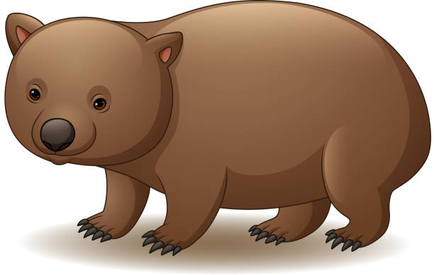 Illustration of wombat isolated on white background Vector illustration of Illustration of wombat isolated on white background wombat stock illustrations