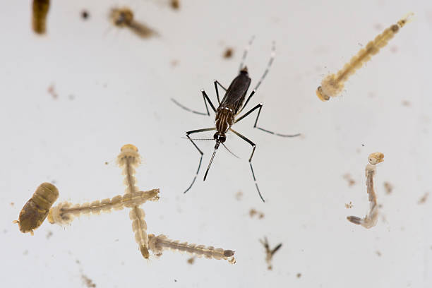 Aedes-Mücke und Larvae Dengue – Foto