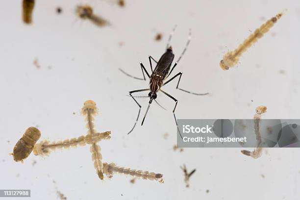 Photo libre de droit de Dengue Et Larvae Moustique Du Genre Aaedes banque d'images et plus d'images libres de droit de Moustique - Moustique, Larve, Laboratoire