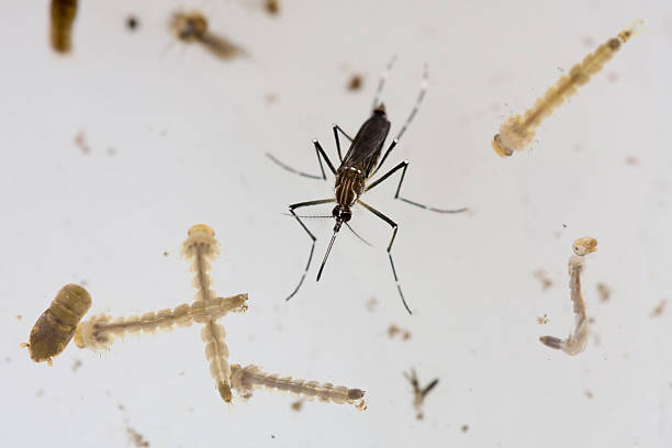 Aedes Mosquito and Larvae shot with 100mm macro lens. Specimens resting on a lab culture. These are the transmitters of dengue fever. Zika Virus