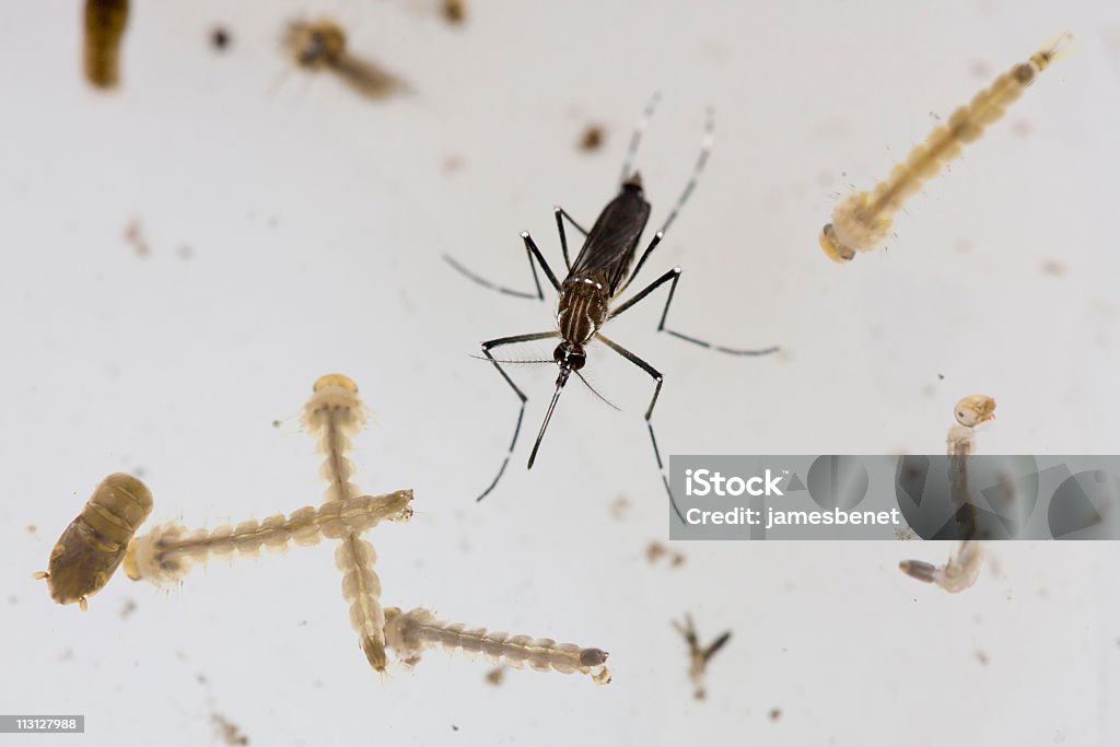 Mosquito Aedes Dengue e as larvas - Royalty-free Mosquito Foto de stock
