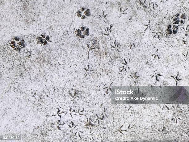 Foot Prints Of Dogs And Birds On Concrete Floor Stock Photo - Download Image Now - Chicken - Bird, Track - Imprint, Abstract