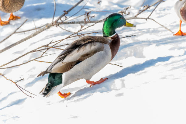 istock Male Mallard Walking on the Snow Under the Sun 1131280388