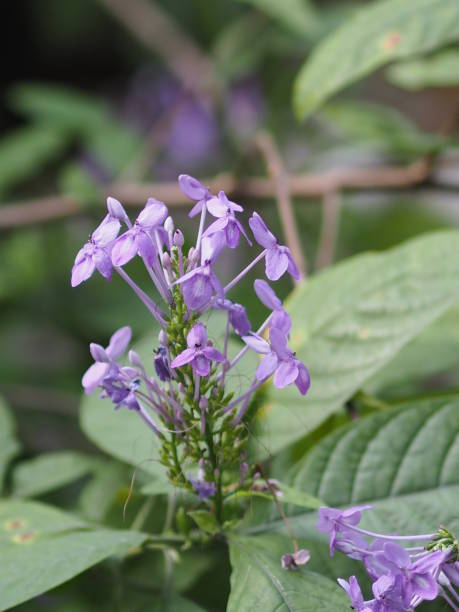 istock Violet purple flower on blur background beautiful nature 1131283411