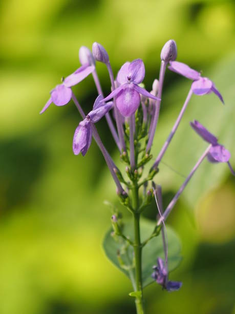 istock Violet purple flower on blur background beautiful nature space for write 1131284015