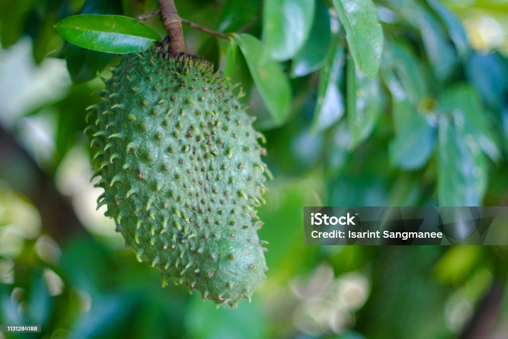 Soursop Soursop / guanabana / graviola exotic fruit hanging from tree - growing and harvesting your own food, self-sustainability, rural country life - Image Soursop Stock Photo