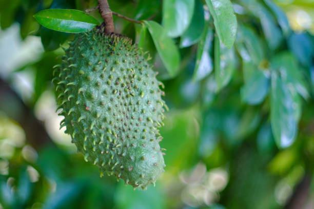 Soursop Soursop / guanabana / graviola exotic fruit hanging from tree - growing and harvesting your own food, self-sustainability, rural country life - Image annonaceae stock pictures, royalty-free photos & images