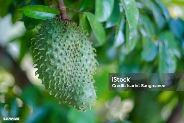 Soursop Stock Photo - Download Image Now - Soursop, Leaf, Annona