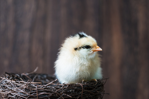 Happy Easter greeting card. Chickens, eggs, spring wreath blossoming trees