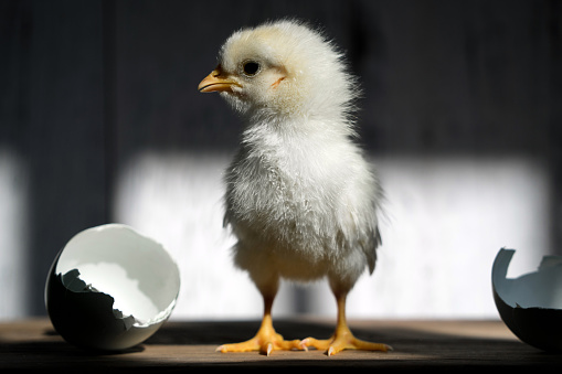 Newborn Chick