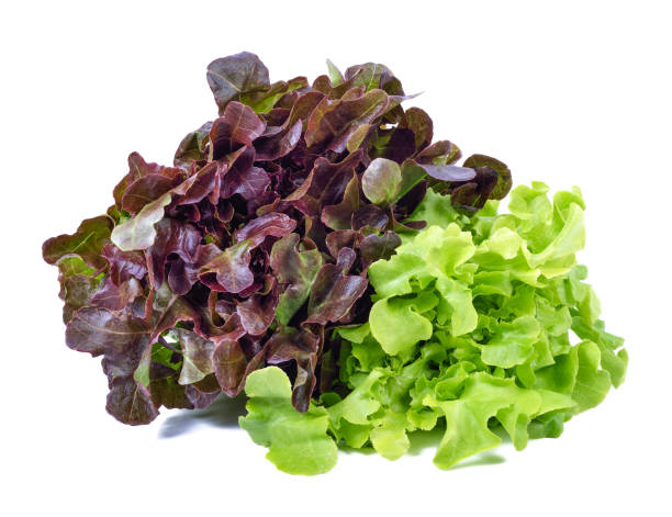 istock green and red lettuce isolated on white background 1131285052