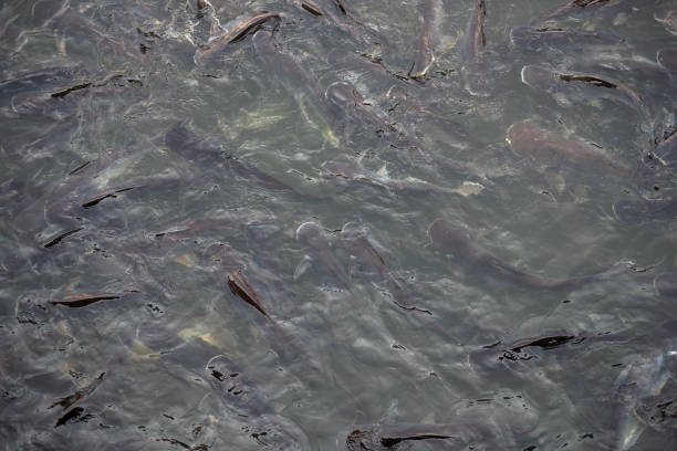 a lot of Pangasius fish at riverfront of temple in Thailand stock photo