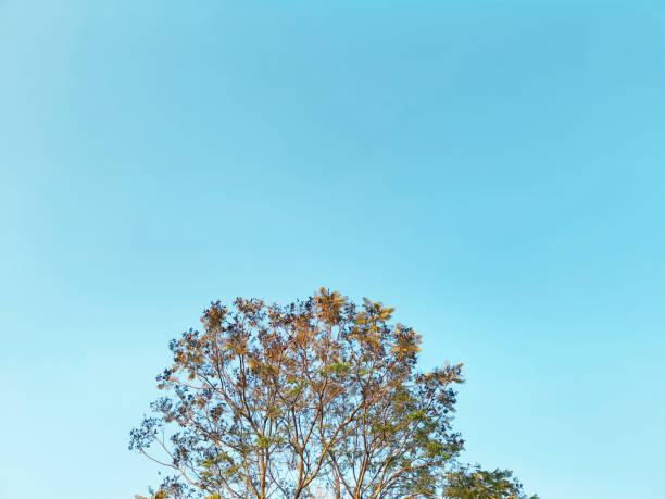 vista de ángulo bajo de la cima del árbol contra el cielo azul - treetop sky tree high section fotografías e imágenes de stock