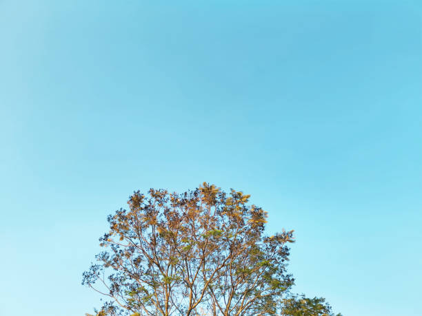 low angle view of tree top against blue sky - treetop sky tree high section imagens e fotografias de stock