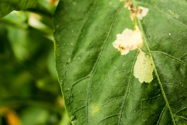 istock diseased pepper plant, with worms in leaves 1131286618