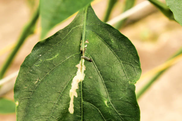 istock diseased pepper plant, with worms in leaves 1131286624