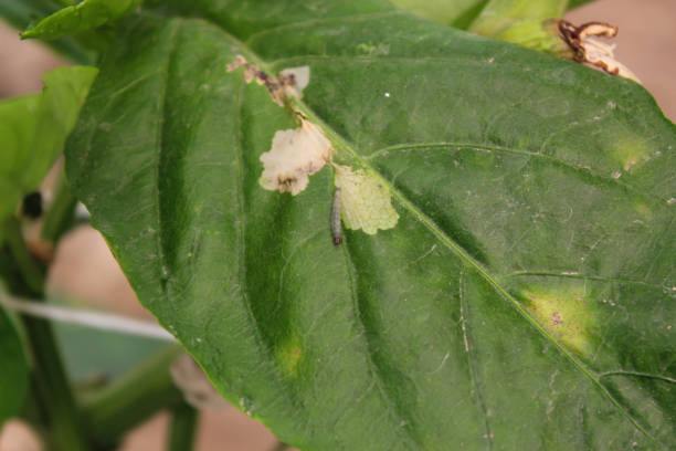 istock diseased pepper plant, with worms in leaves 1131286625