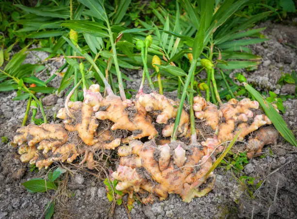 fresh ginger plant farm / harvest ginger root on field agricultural area on hill and green leaf dig from soil ground for sold in the market
