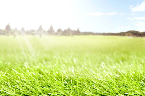 istock Green grass on the springfield with trees and sunlight 1131287049