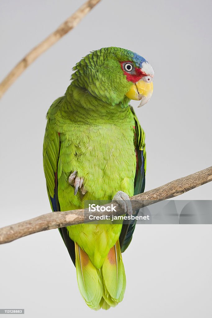 White Fronted Parrot Portrait  Amazon Parrot Stock Photo