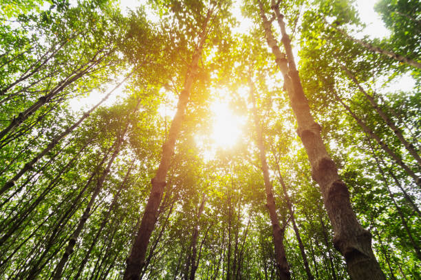 istock Beech forest in spring with the sun in the trees 1131291689