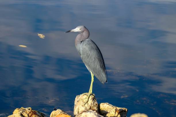 istock Little Blue Heron standing on a rock searching for fish 1131293358