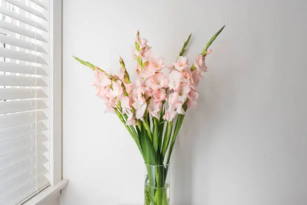 Pink gladioli in glass vase next to window with blinds against white wall