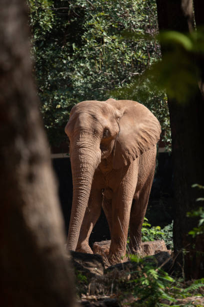 istock african elephant in zoo 1131294374