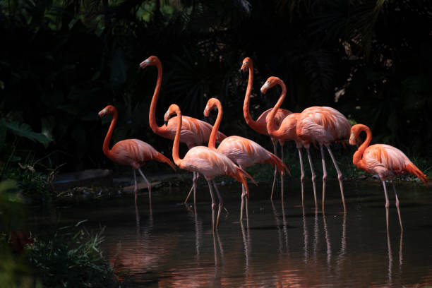 istock flamingo in the zoo, Thailand 1131294800