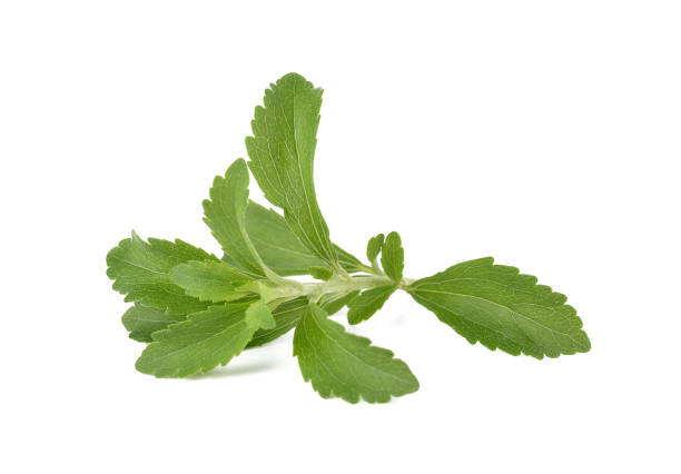istock Stevia rebaudiana plant isolated on white background 1131297337
