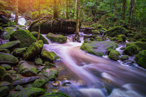 istock Mountain river stream waterfall green forest / Landscape nature plant tree rainforest jungle with rock and green mos 1131300741