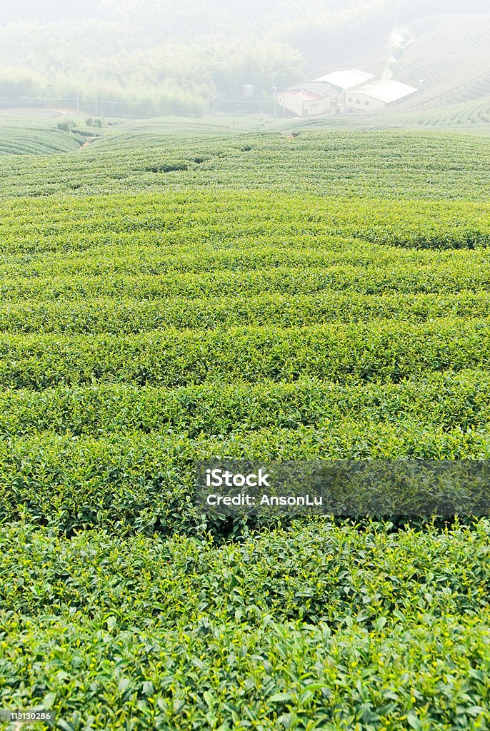 Chá árvores na colina - Foto de stock de Agricultura royalty-free