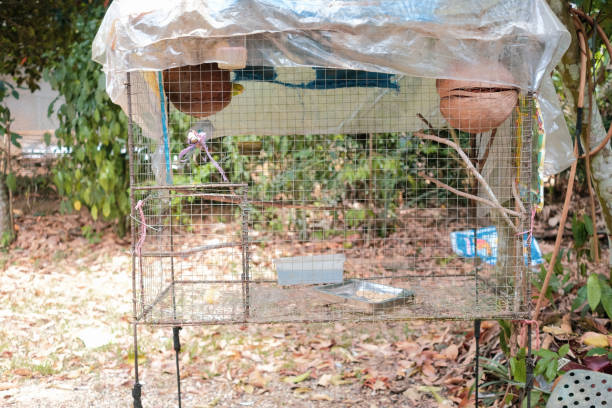 istock Homemade big bird cage in Thailand 1131302934