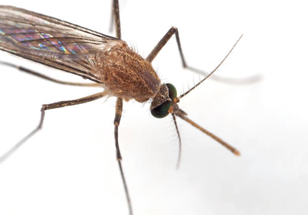istock Macro Photo of Mosquito on White Floor 1131303715