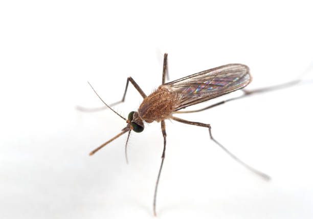istock Macro Photo of Mosquito on White Floor 1131303719