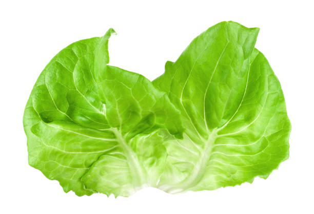 istock Salad leaf. Lettuce isolated on white background 1131303728
