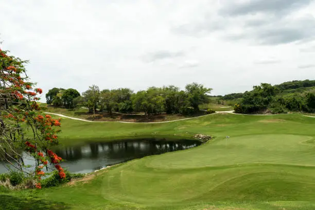 Pond and trees on beautiful manicured outdoor golf course landscape. Poinciana tree in bloom.