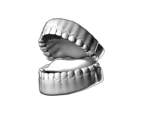 Tooth and gum black and white engraving drawing perspective oblique side view high contrast lighting isolated on white background