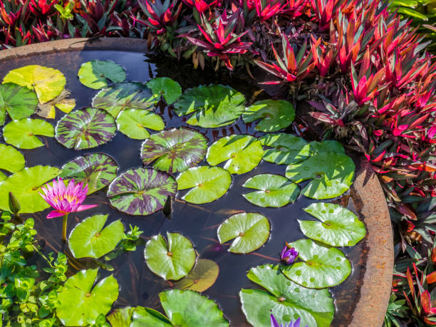 insel kauai auf hawaii - water lily lily water water garden stock-fotos und bilder