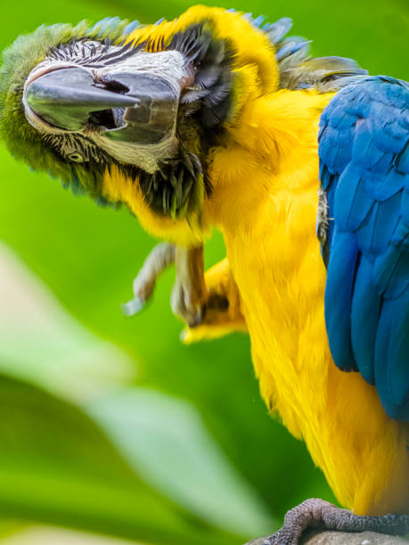 Parrot bird on Kauai, Hawaii