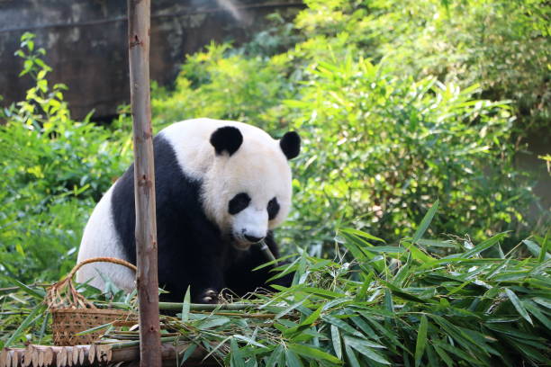 istock giant panda bear eating bamboo 1131308442