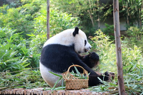 istock giant panda bear eating bamboo 1131308649