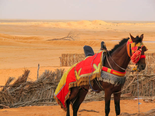 istock traditional house desert 1131313891