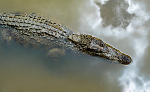 Single crocodile floating in water. The male alligator is swimming in muddy water closeup Single crocodile floating in water. The male alligator is swimming in muddy water closeup pool at the crook stock pictures, royalty-free photos & images