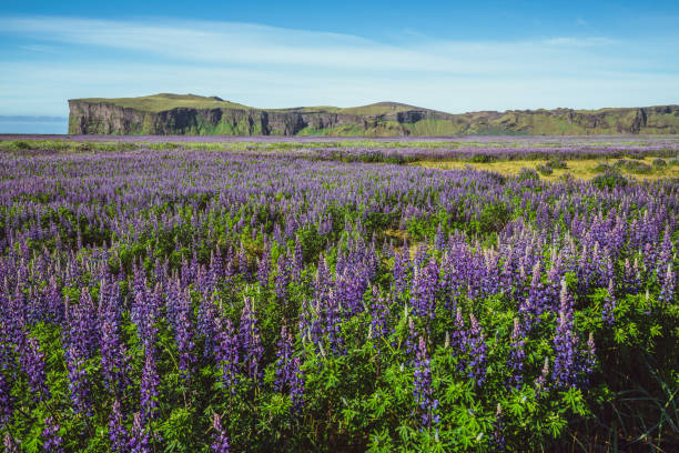 campo de flores de lupine em vik islândia. - alaska landscape scenics wilderness area - fotografias e filmes do acervo