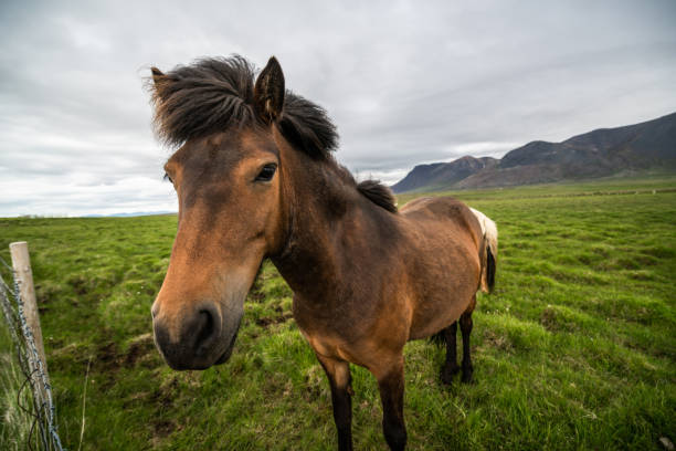 istock Icelandic horse in scenic nature of Iceland. 1131318708